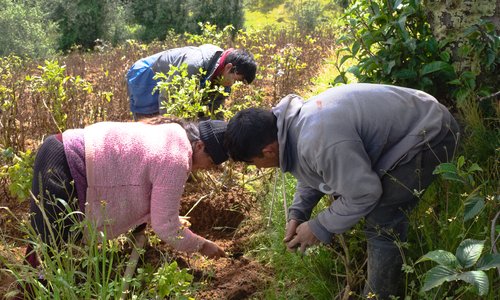 4 picking potatoes