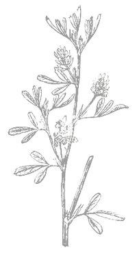 alfalfa