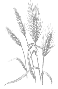 barley