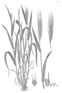 durum wheat