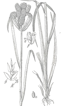 finger millet