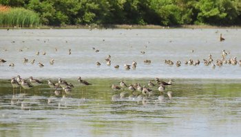 Shorebirds-Monte-Cristi-2-Maria-Paulino-900x600